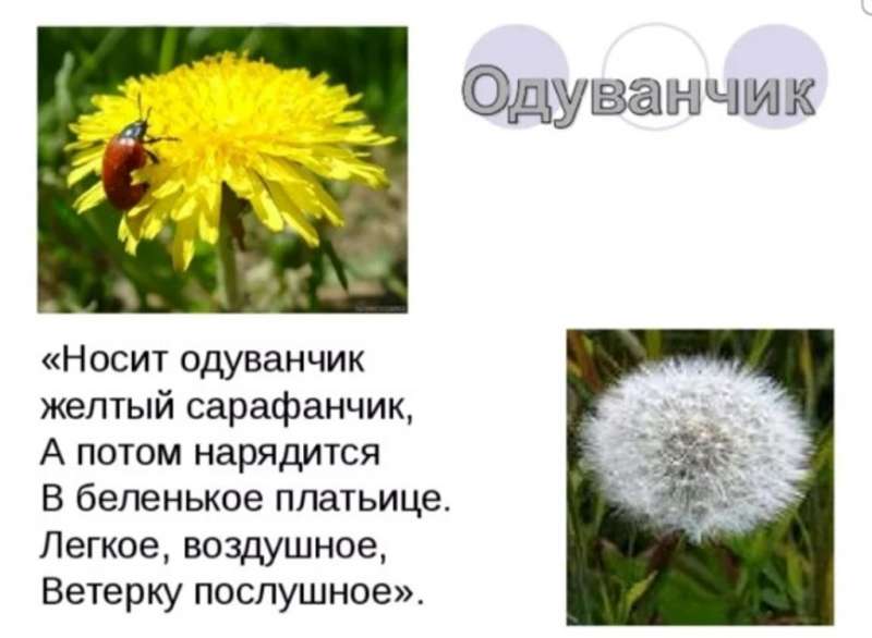 "День одуванчика"
