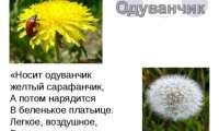 "День одуванчика"
